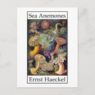 Carte Postale Sea Anemones par Ernst Haeckel