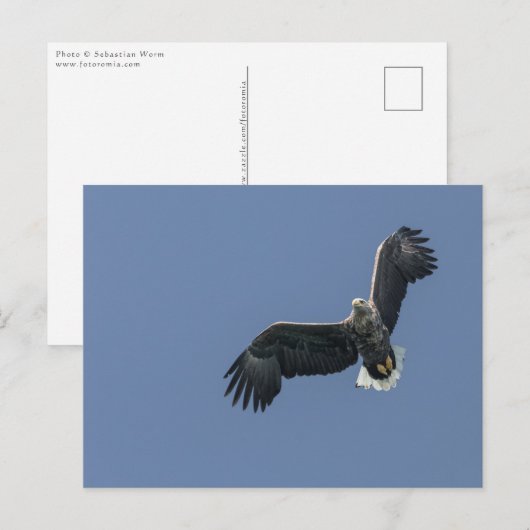 Carte Postale Sea Eagle Wildlife Photo (Devant / Derrière)