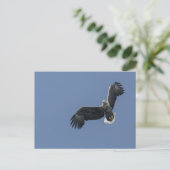 Carte Postale Sea Eagle Wildlife Photo (Debout devant)
