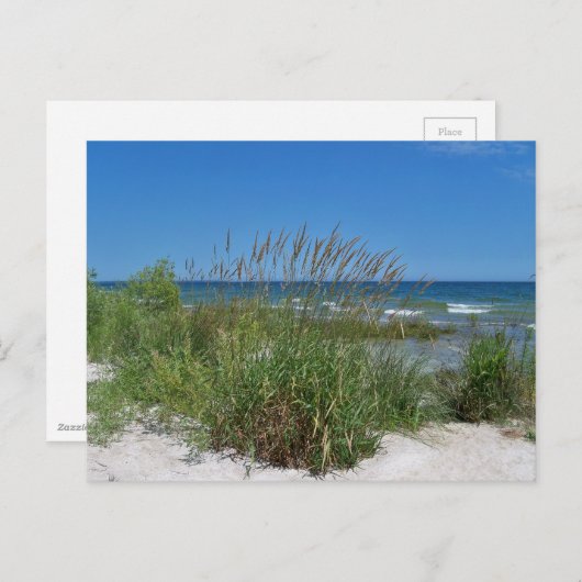 Carte Postale Sea Grass le long du bord de mer (Devant / Derrière)