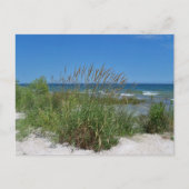 Carte Postale Sea Grass le long du bord de mer (Devant)