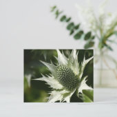Carte Postale Sea Holly (Debout devant)