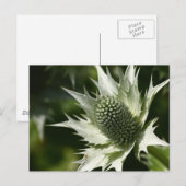 Carte Postale Sea Holly (Devant / Derrière)