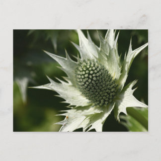 Carte Postale Sea Holly