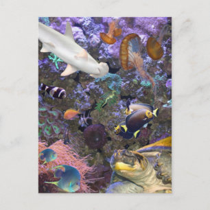 Carte postale Sea Life