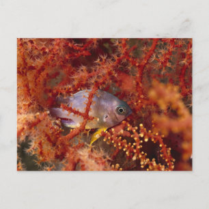 Carte Postale Sea Life - Fish
