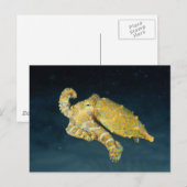 Carte Postale Sea Life - Octopus (Devant / Derrière)