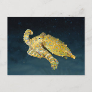 Carte Postale Sea Life - Octopus