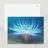 Carte postale Sea Life Sea Anemone (Devant / Derrière)