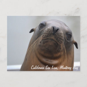 Carte postale Sea Lion