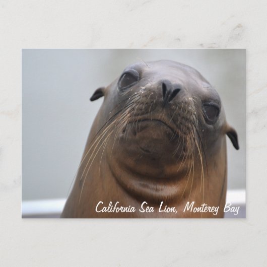 Carte postale Sea Lion (Devant)