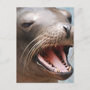 Carte postale Sea Lion