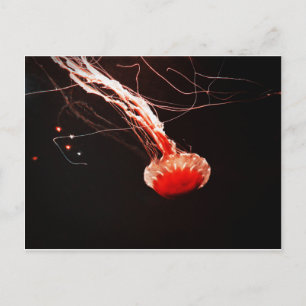 Carte Postale Sea Nettle