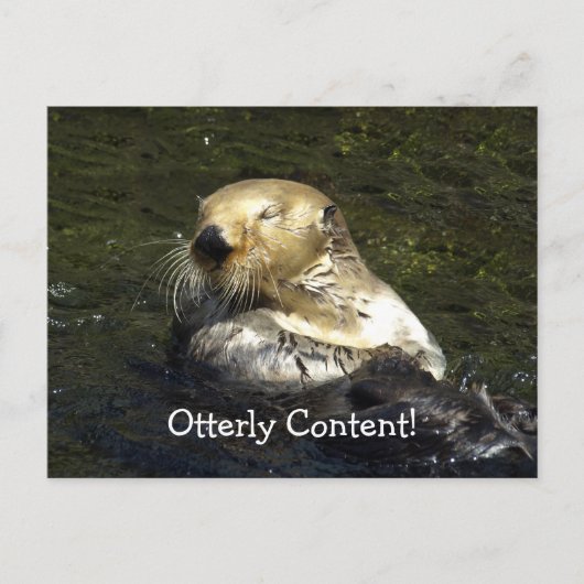 Carte postale Sea Otter (Devant)