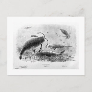 Carte postale Sea-scorpions