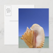 Carte Postale Sea shell Close (Devant / Derrière)