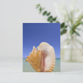 Carte Postale Sea shell Close (Debout devant)
