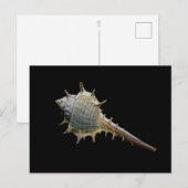 Carte postale Sea Shell - Photographie de Freyja (Devant / Derrière)