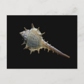 Carte postale Sea Shell - Photographie de Freyja (Devant)