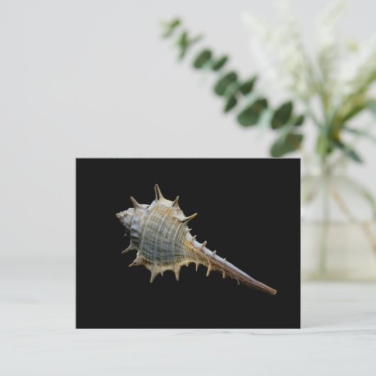 Carte postale Sea Shell - Photographie de Freyja (Debout devant)
