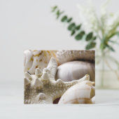 Carte Postale Sea Shell Starfish Arrière - plan - Beach Shells (Debout devant)