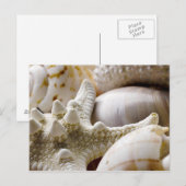 Carte Postale Sea Shell Starfish Arrière - plan - Beach Shells (Devant / Derrière)