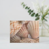Carte postale Sea Shells (Debout devant)