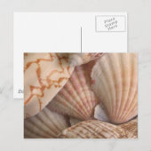Carte postale Sea Shells (Devant / Derrière)