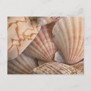 Carte postale Sea Shells