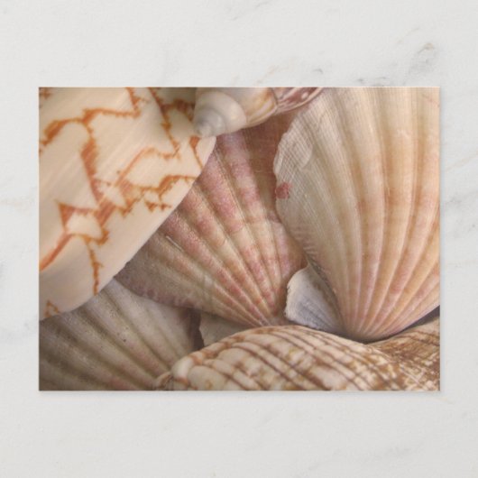 Carte postale Sea Shells (Devant)