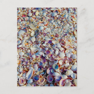 Carte Postale Sea Shells