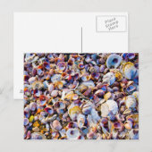 Carte Postale Sea Shells (Devant / Derrière)