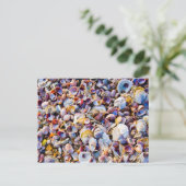 Carte Postale Sea Shells (Debout devant)