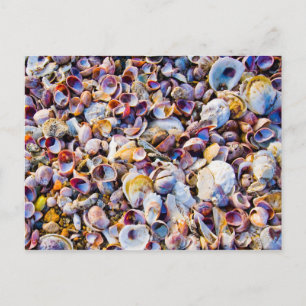 Carte Postale Sea Shells