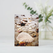 Carte Postale Sea Shells on the seashore (Debout devant)