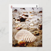 Carte Postale Sea Shells on the seashore (Devant / Derrière)