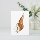 CARTE POSTALE "SEA SPINDLE" SEASHELLS VIE MARINE (Debout devant)