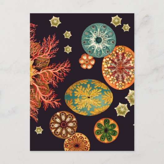 Carte postale Sea Squirt Remix (Devant)