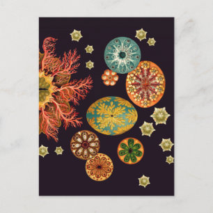 Carte postale Sea Squirt Remix