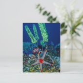 Carte Postale Sea Star et Tunicate (Debout devant)