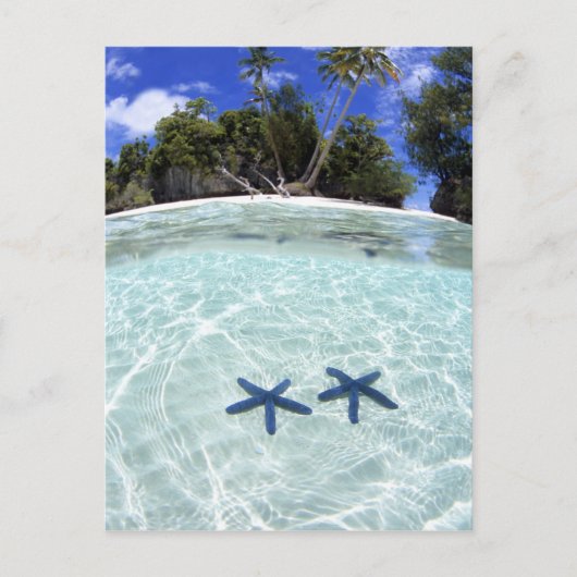 Carte Postale Sea stars, Rock Islands, Palau 2 (Devant)