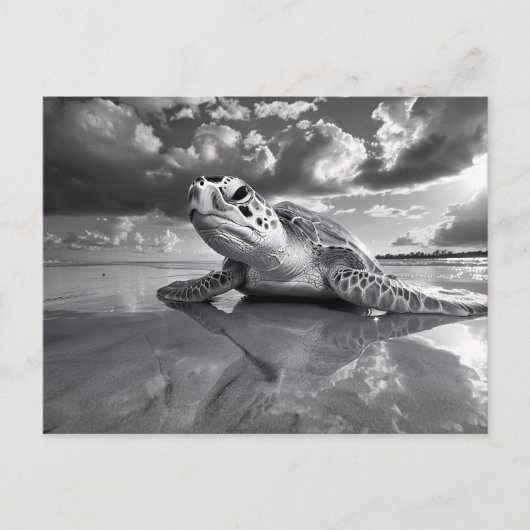 Carte Postale Sea Turtle Art noir et blanc (Devant)