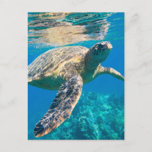 Carte Postale Sea Turtle, Marine Turtle, Chelonioidea, reptile