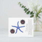 Carte postale Sea Urchin (Debout devant)