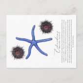 Carte postale Sea Urchin (Devant)