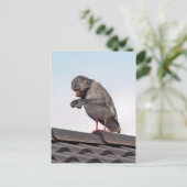 Carte Postale Seaboon (Debout devant)