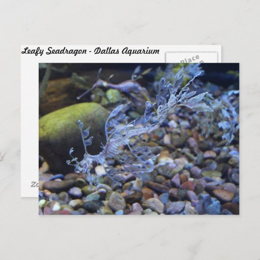 Carte Postale Seadragon feuillet n° 2 (Devant / Derrière)