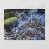 Carte Postale Seadragon feuillet n° 2 (Devant)
