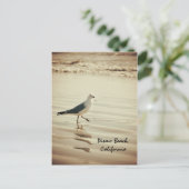 Carte Postale Seagull (Debout devant)