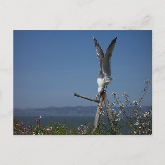 Carte postale Seagull (Devant)